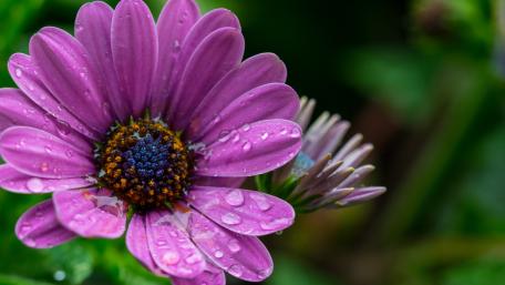 Vibrant Purple Flower with Raindrops wallpaper