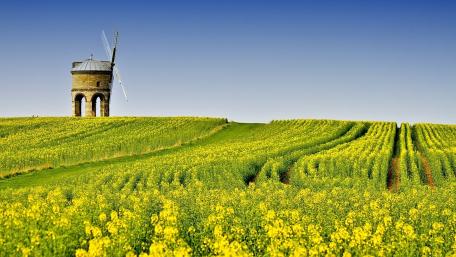 Golden Fields and Windmill Serenity wallpaper