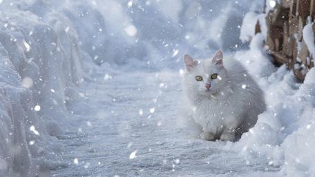 Snowy Serenity with a White Cat wallpaper
