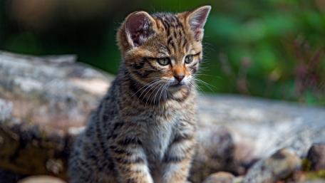 Playful Wildcat Cub in Nature's Embrace wallpaper