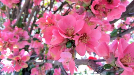 Burst of Pink Blossoms in Bloom Garden Trail 4K wallpaper