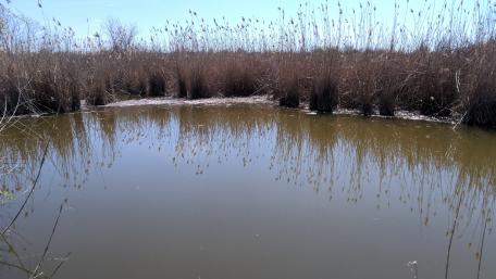 Serene Wetland Reflections in Nature wallpaper
