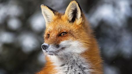 Majestic Fox in Winter Wonderland wallpaper
