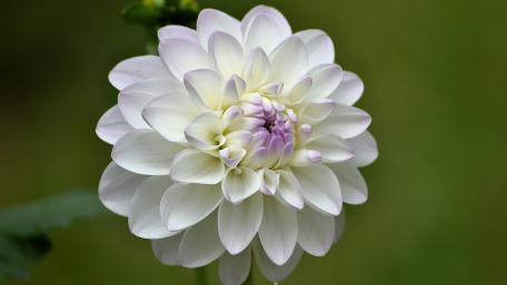 Elegant White Flower in Bloom wallpaper