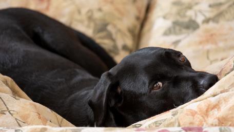 Charming Black Dog in Cozy Relaxation wallpaper