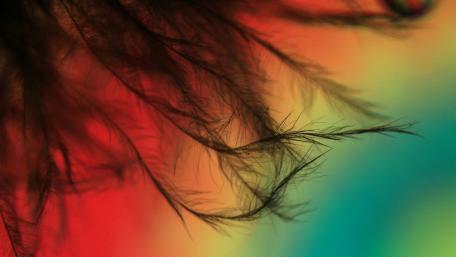 Whispers of Colorful Nature Artistry wallpaper