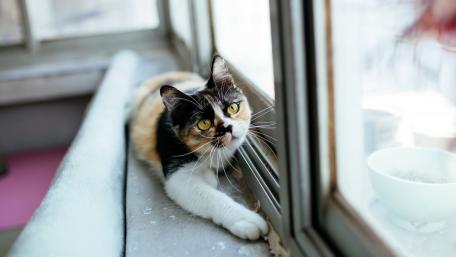 Charming Cat by the Window wallpaper