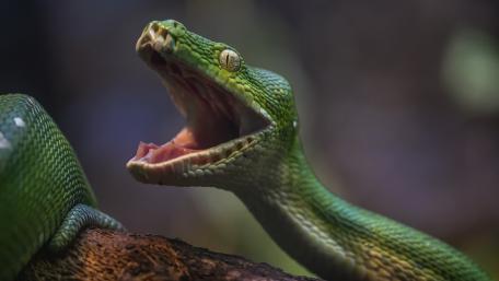 Vibrant Green Snake in Nature's Embrace wallpaper