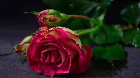 Blooming Elegance in Pink Shades wallpaper
