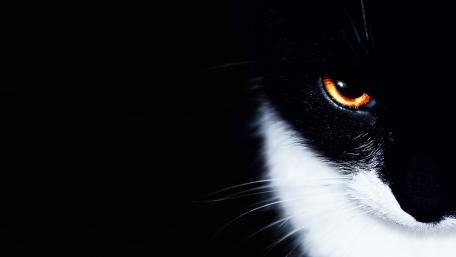 Mystique of the Feline Eyes wallpaper