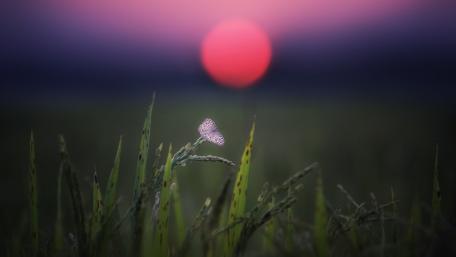 Sunset Serenity with Butterfly in Field wallpaper