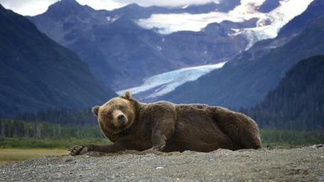 Majestic Grizzly Bear in Serene Landscape wallpaper
