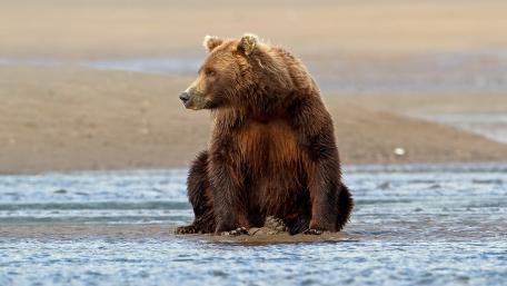 Majestic Brown Bear by the Water wallpaper
