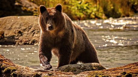 Majestic Grizzly Bear in Its Natural Habitat wallpaper