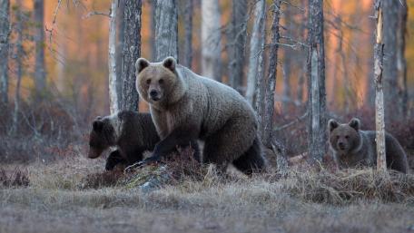 Majestic Bears Lurking in the Forest wallpaper
