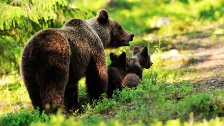 Majestic Grizzly Bears in Nature's Embrace wallpaper