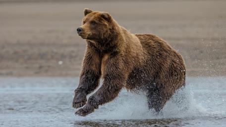 Majestic Bear in Motion Over Water wallpaper