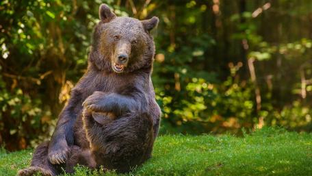 Majestic Bear Relaxing in Nature's Embrace wallpaper