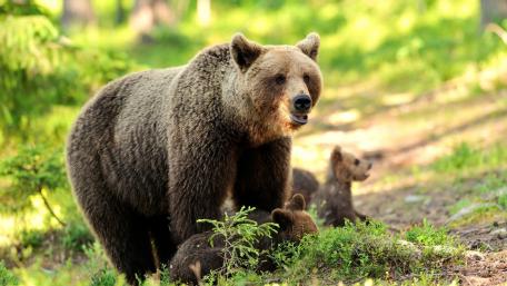 Majestic Grizzly Bear with Cubs in Nature's Embrace wallpaper