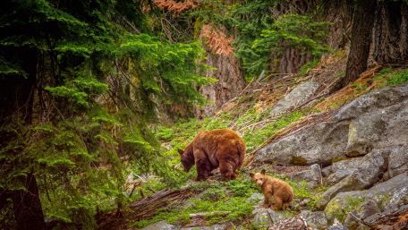 Majestic Bears in a Serene Forest Setting wallpaper