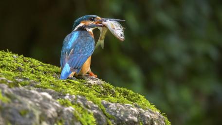 Vibrant Kingfisher Caught in Action wallpaper