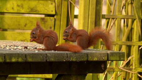 Squirrels Enjoying a Snack Together wallpaper