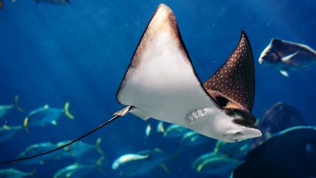 Majestic Stingray Swimming Gracefully Underwater wallpaper