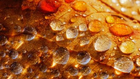 Autumn Leaves Glimmering with Raindrops wallpaper
