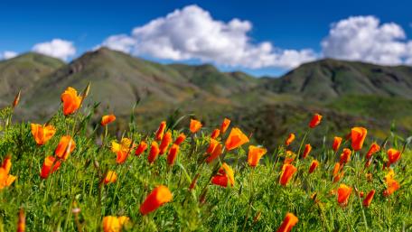 Vibrant Orange Poppies Against a Scenic Landscape wallpaper
