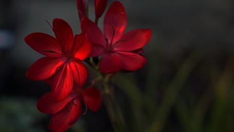 Vibrant Red Blooms in Soft Light wallpaper