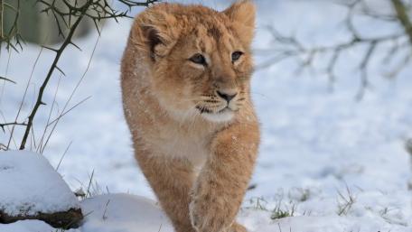Playful Lion Cub in a Winter Landscape wallpaper