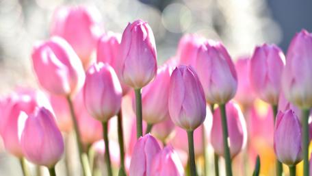 Delicate Pink Tulips in Bloom wallpaper