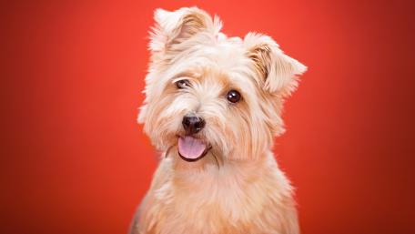 Charming Dog with Playful Expression in Vibrant Background wallpaper