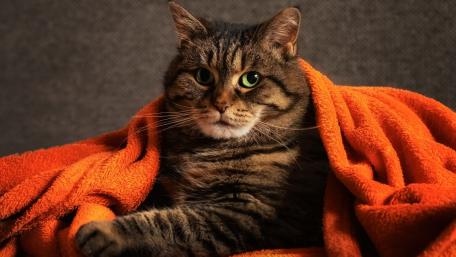 Cozy Cat Wrapped in an Orange Blanket wallpaper