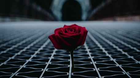 Stunning Red Rose on a Gridded Surface wallpaper