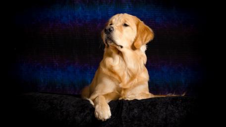 Golden Retriever on a Black Background wallpaper