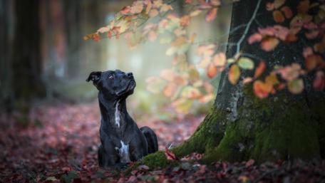 Autumn Serenity with a Loyal Companion wallpaper