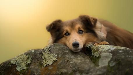 Gentle Companion on a Rock wallpaper