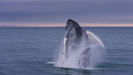 Majestic Whale Breaching the Ocean Surface wallpaper