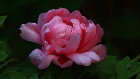 Beautiful Pink Flower Blossom with Dew Drops wallpaper