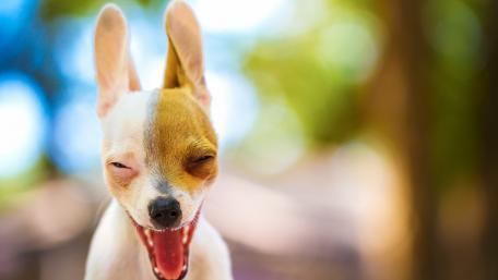 Adorable Jack Russell Terrier Expressing Joyful Cuteness wallpaper
