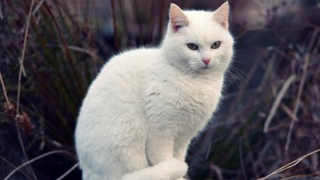 Elegant White Cat in Nature Scene wallpaper