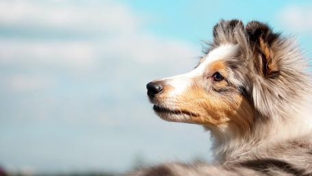 Majestic Dog Against a Blue Sky wallpaper