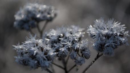 Frozen Beauty in Nature's Embrace wallpaper