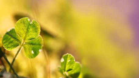 Emerald Leaves of Nature's Serenity wallpaper