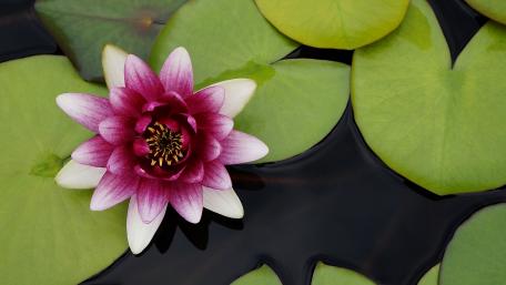 Elegant Water Lily Blooming on Calm Water Surface wallpaper