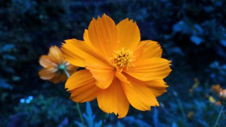 Vibrant Orange Flower in Bloom wallpaper