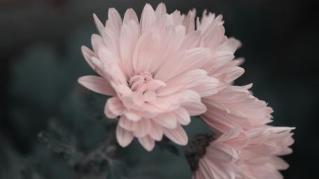Delicate Pink Chrysanthemums in Soft Focus wallpaper