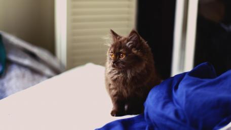 Charming Brown Cat in a Cozy Setting wallpaper