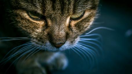 Captivating Close-Up of a Striking Cat Face wallpaper
